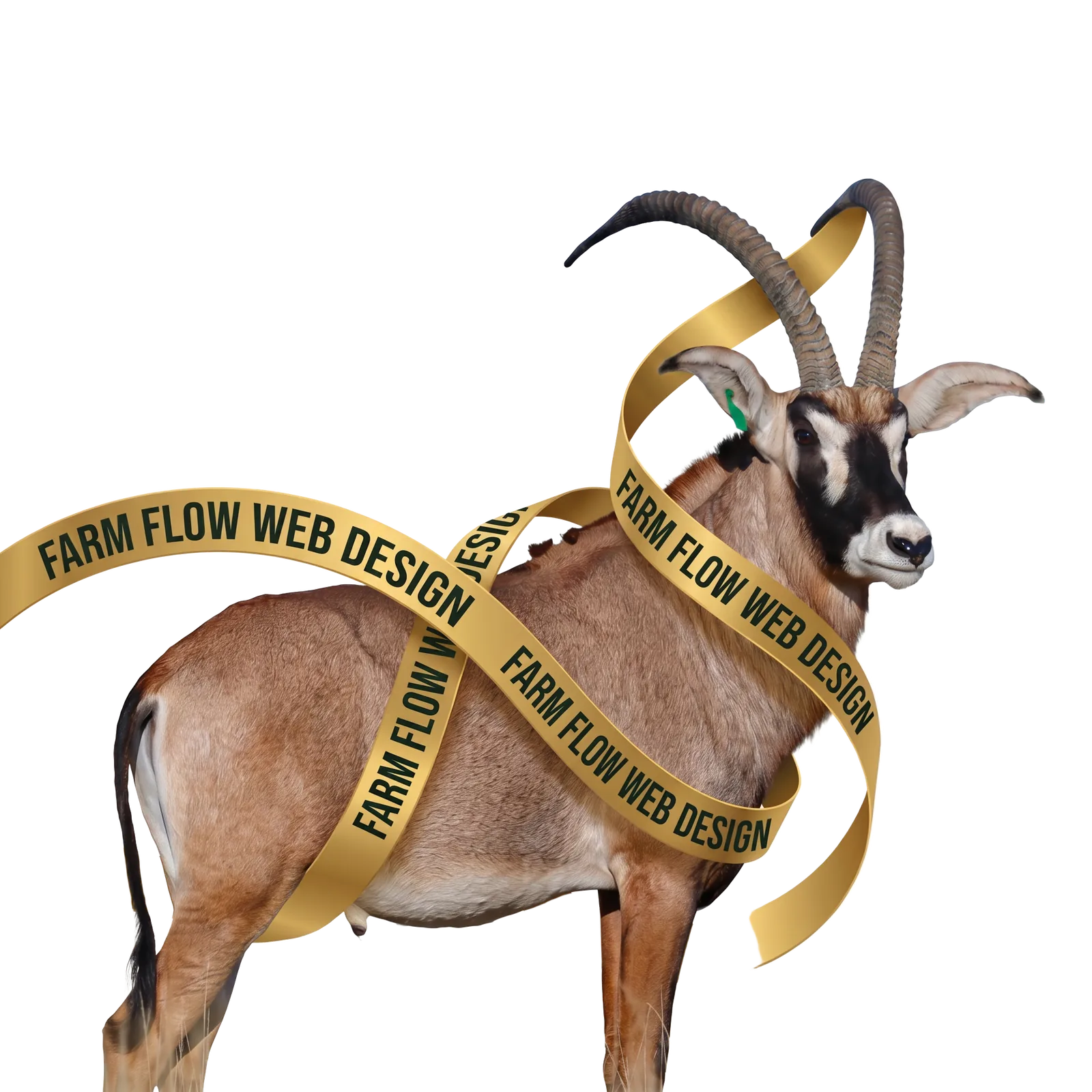 Roan antelope wrapped in Farm Flow Web Design ribbon